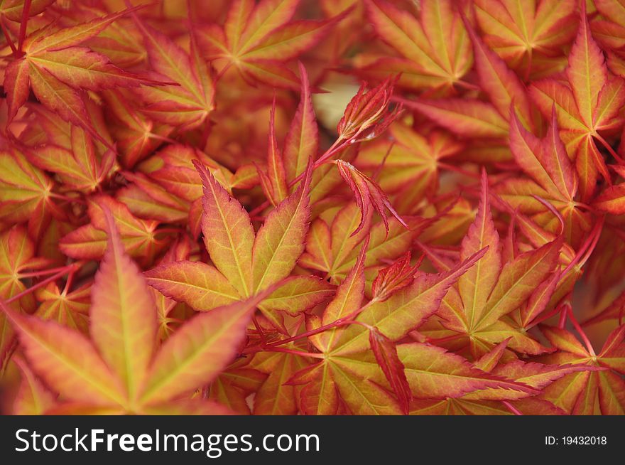 Maple leaves in autumn colours. Maple leaves in autumn colours