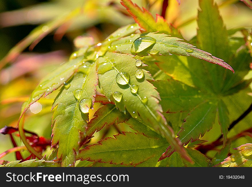 Maple Leaf And Water Drops
