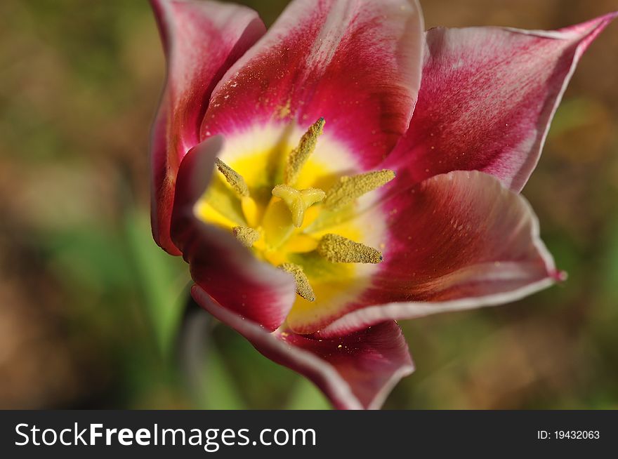 Close up of a tulip blossom