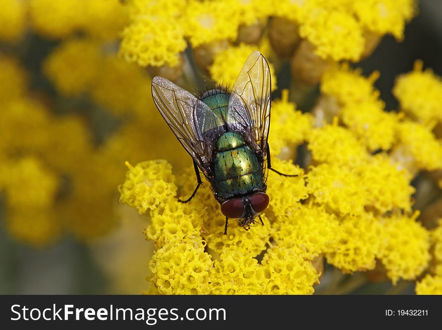 Lucilia sericata, Greenbottle fly from Germany, Europe