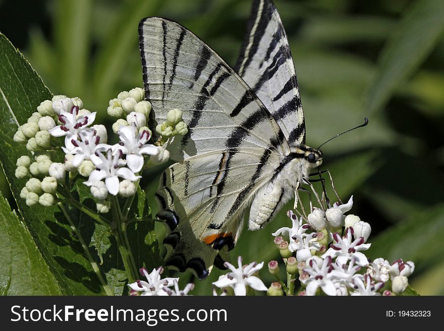 Scarce Swallowtail Butterfly In Summer, Italy