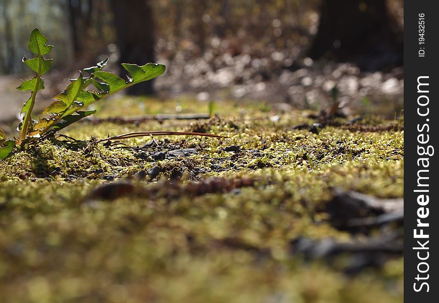 Photo of nice sun reflection on moss. Photo of nice sun reflection on moss