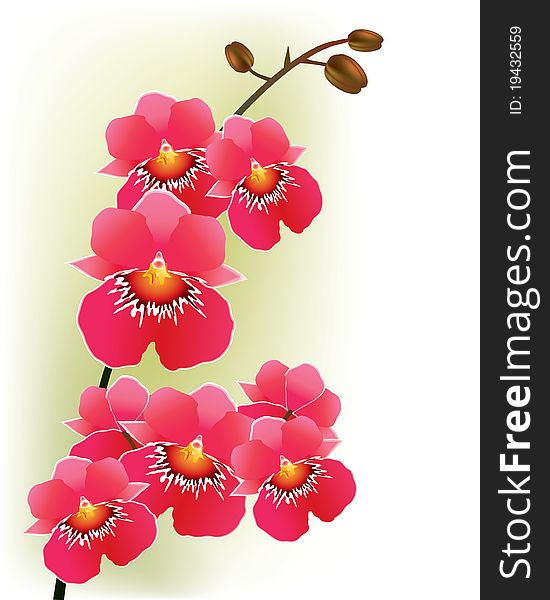 Pink Orchids