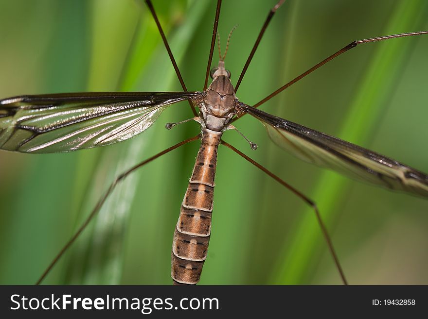 Mosquito hawk spreading its legs and wings