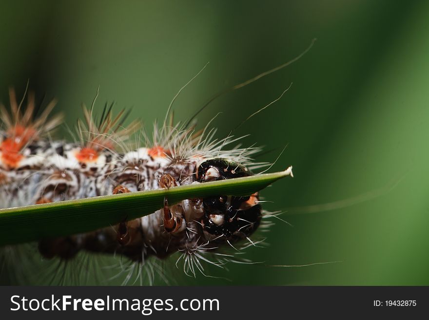 Colorful caterpillar carelessly eating the grass stem
