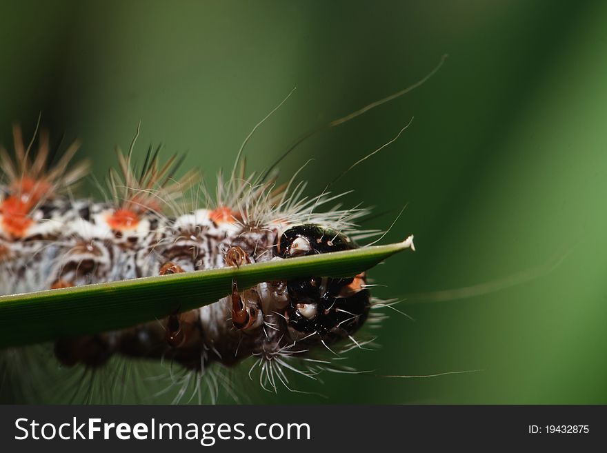 Caterpillar