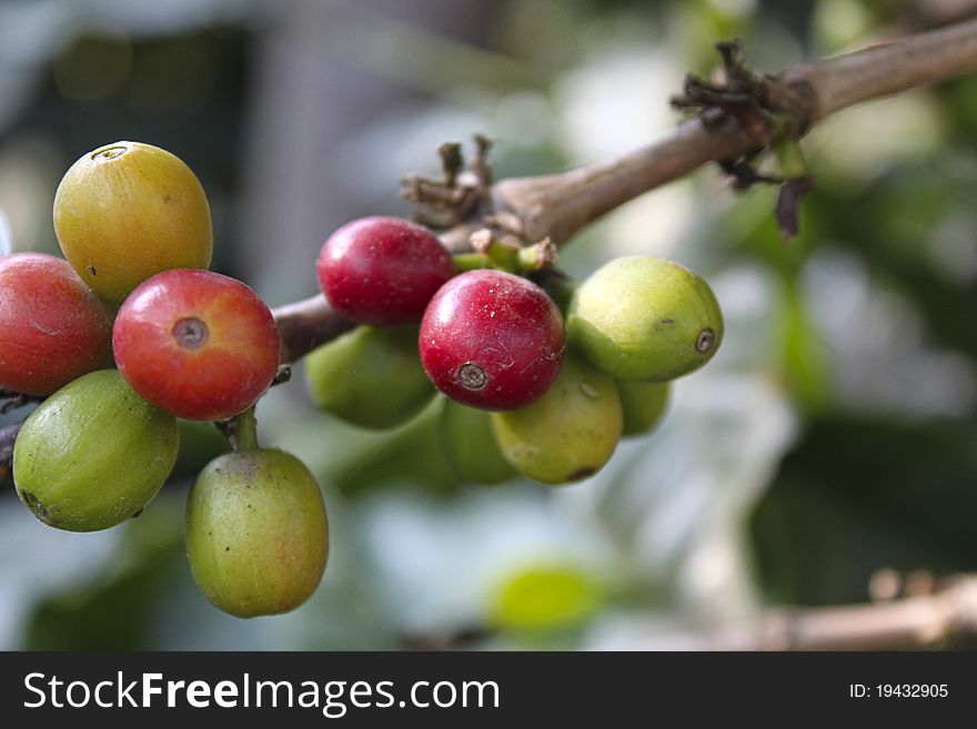 The fruit of the coffee tree, fresh berries still on the branch. Antigua Guatemala. The fruit of the coffee tree, fresh berries still on the branch. Antigua Guatemala.