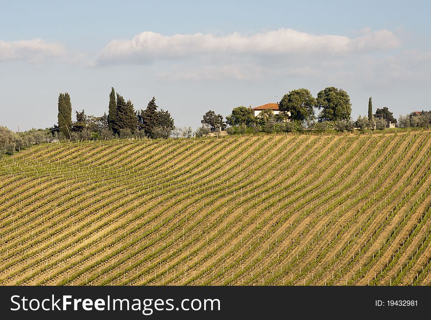 Hill in Tuscany with vineyard in the foreground. Hill in Tuscany with vineyard in the foreground