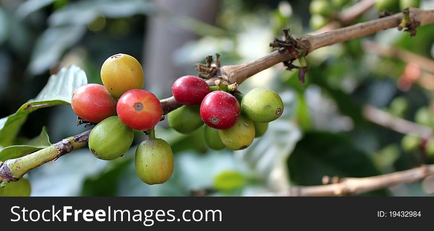 The fruit of the coffee tree, fresh berries still on the branch. Antigua Guatemala. The fruit of the coffee tree, fresh berries still on the branch. Antigua Guatemala.