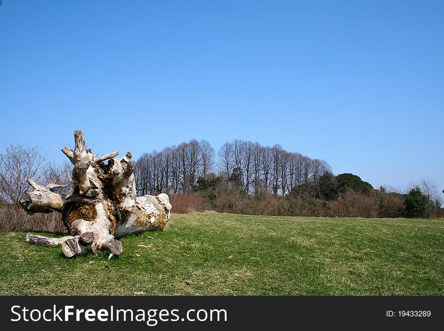 Trunk of a fallen tree on a green lawn.