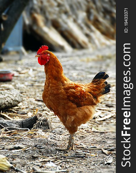 One adult brown hen outdoors over natural background. One adult brown hen outdoors over natural background