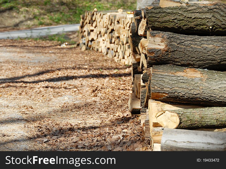 Firewood pile in the forest