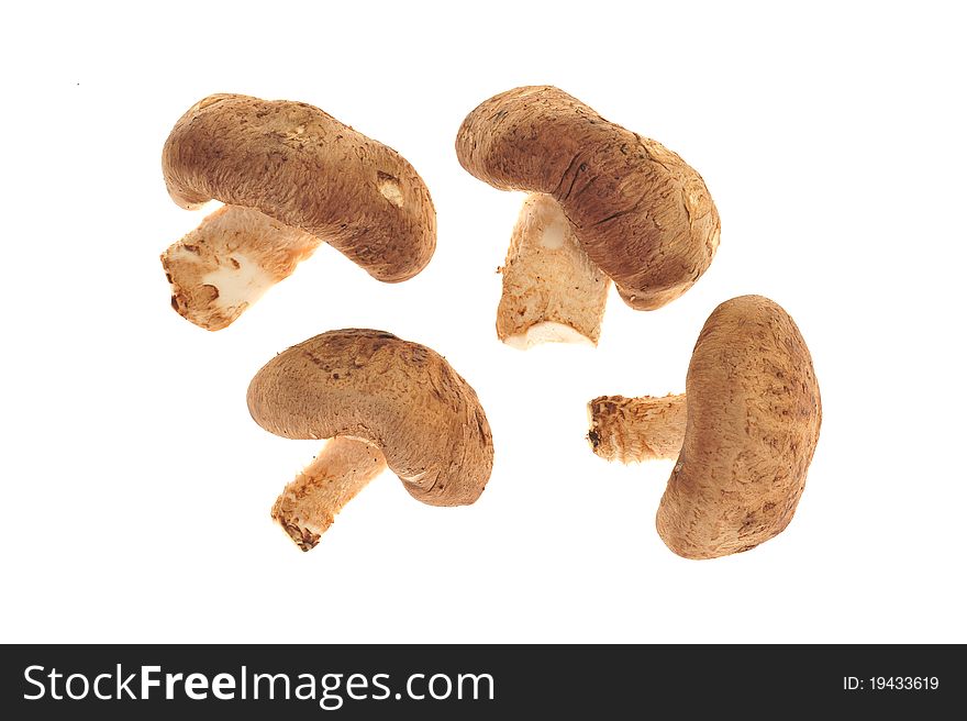 Closeup Of Fresh Mushroom Isolated On White Background