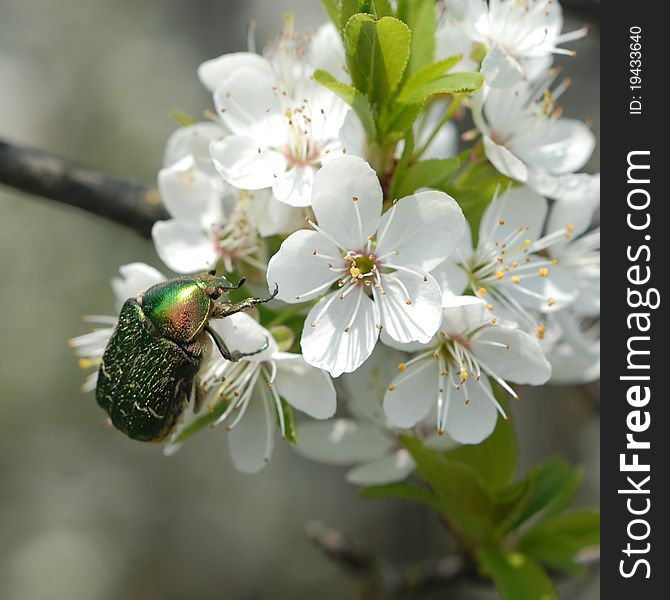 Green diamond beetle on cherry petals. Green diamond beetle on cherry petals