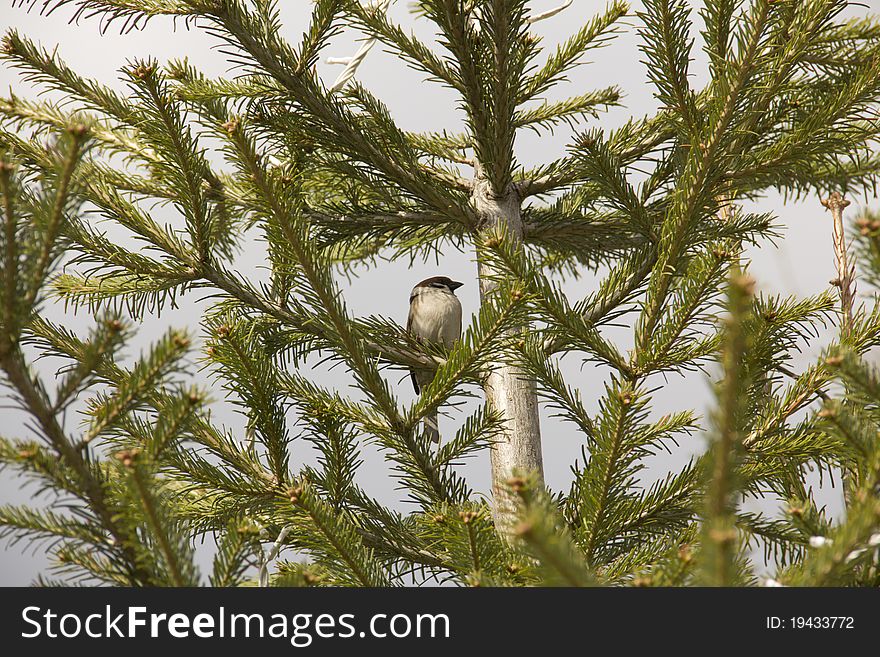 Sparrow siting on a fir. Sparrow siting on a fir