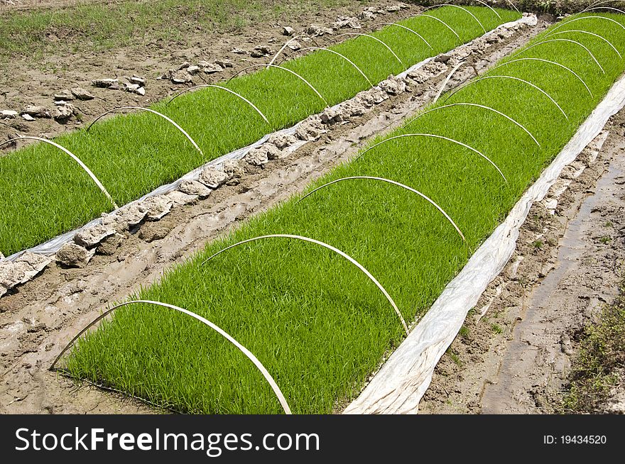 Farmland cultivated rice seedlings,agriculture