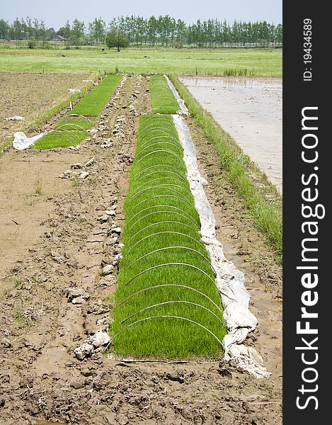 Rice seedlings