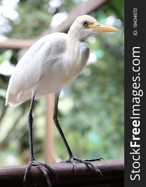 Great white egret standing on a wooden beam