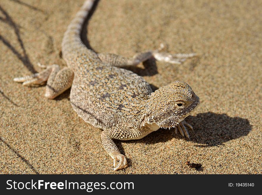 Secret Toad-Headed Agama