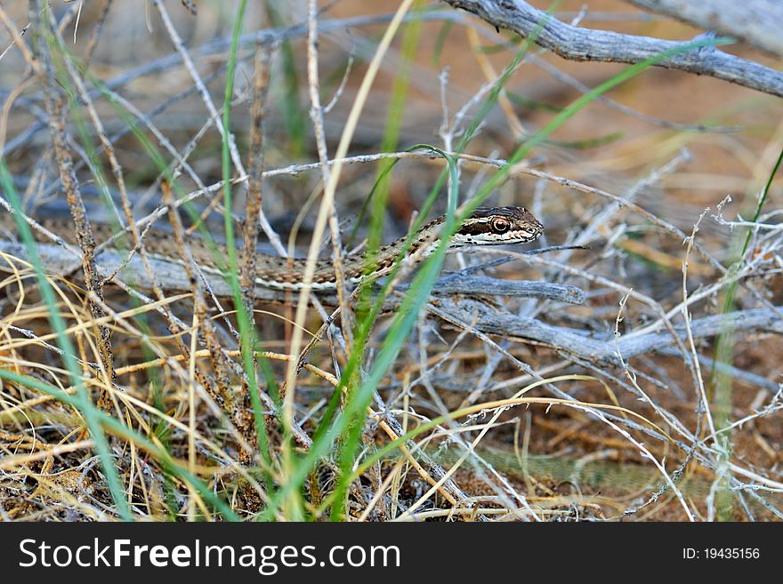 Steppe Ribbon Snake