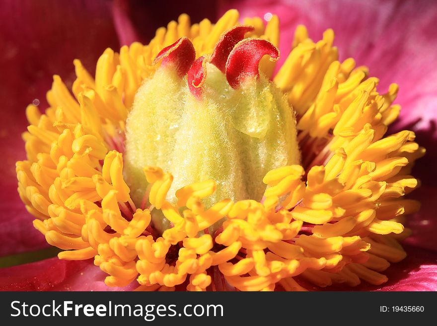 Detail Of Pink Peony On The Black Background