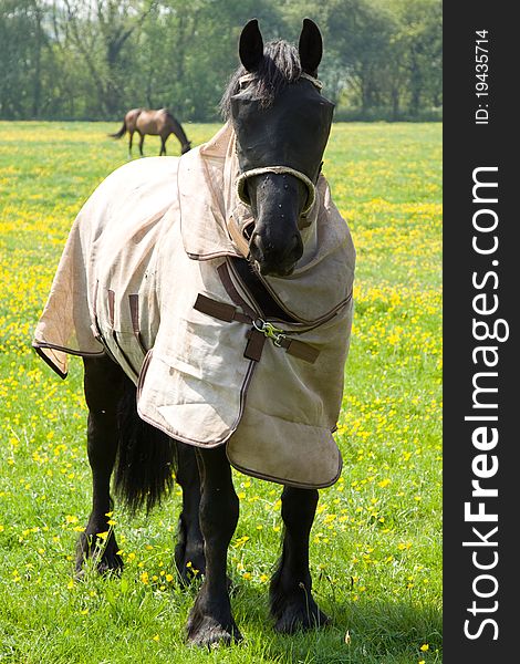 A horse wearing en eye protector in order to protect the eyes against disease. an overcoat is also being worn. A horse wearing en eye protector in order to protect the eyes against disease. an overcoat is also being worn.