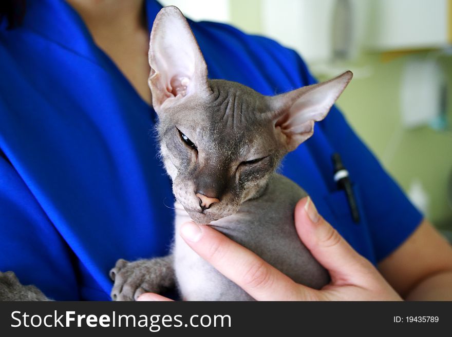 Sphinx Cat  Sitting On The Veterinary Hands