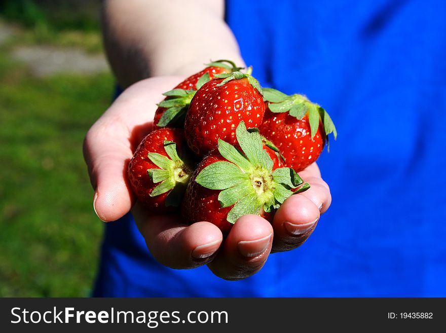 Strawberries in hand photo illustration in the yard
