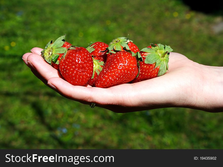 Fresh strawberries in hands on the green background