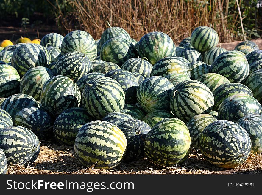 A heap of water-melons lies on the earth