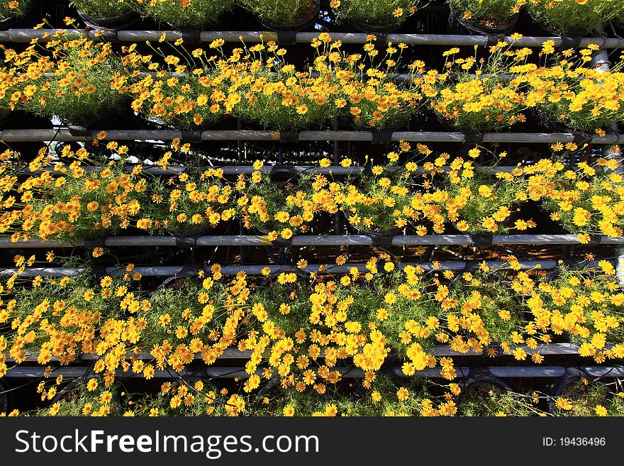 Flowers small, yellow flowers growing in pots.