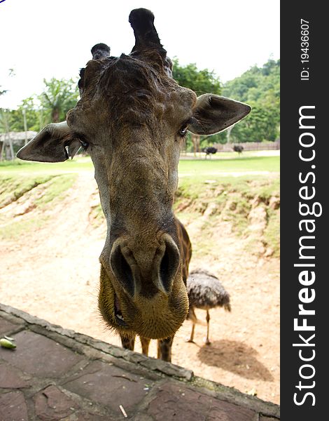 Head shoot of giraffe in the zoo.