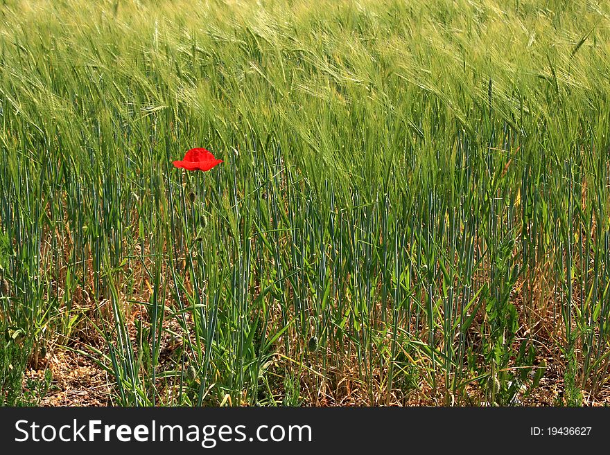 One ad only  red mak in between  green wheat field. One ad only  red mak in between  green wheat field.