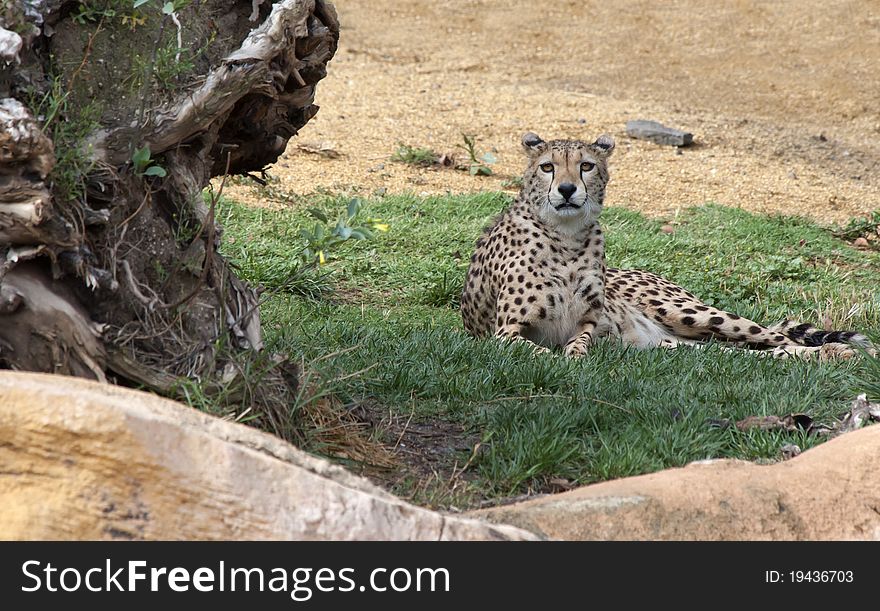 Cheetah sitting on the grass