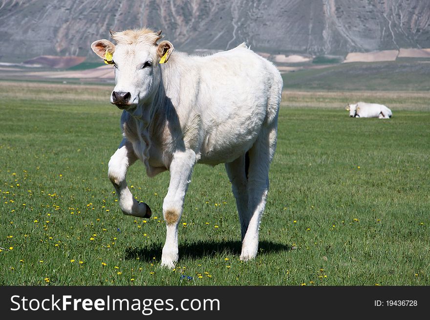 Photo of young calf in the meadow