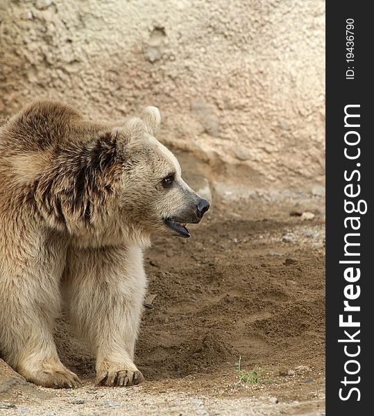 Brown Bear looking to the right