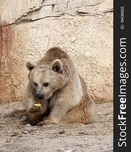 Brown Bear eating an apple