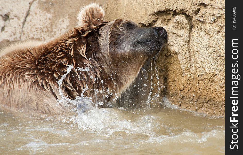 Brown Bear swimming in a pond