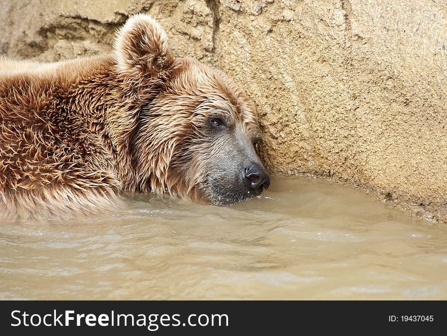 Brown Bear swimming in a pond