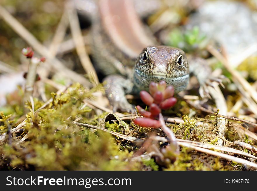 Female lizard portait ready to attack. Female lizard portait ready to attack