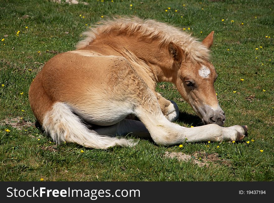 Portrait of colt in the grass