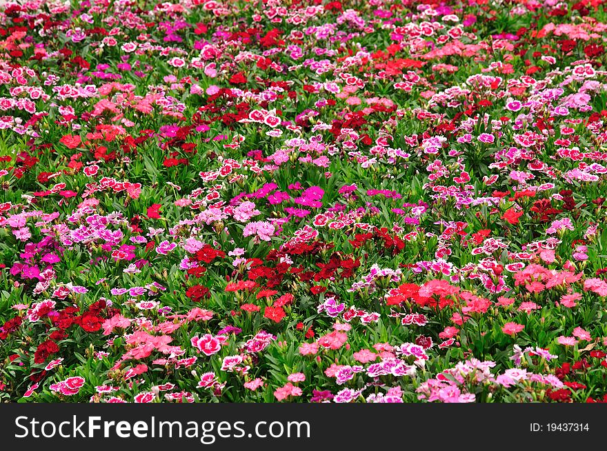 Colorful small flower in the garden. Colorful small flower in the garden