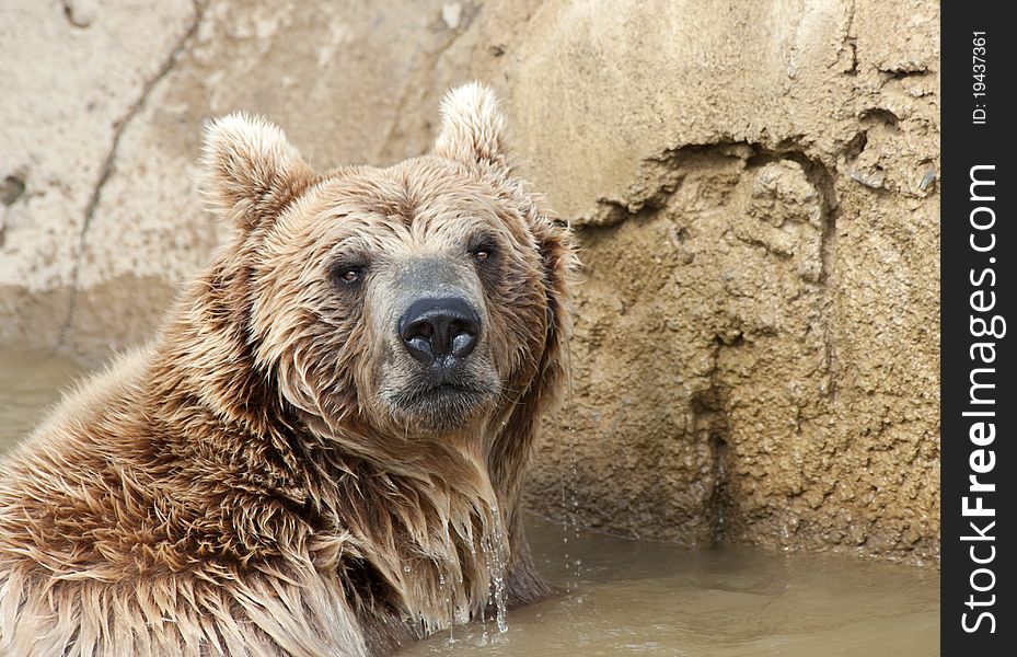 Brown Bear swimming in a pond