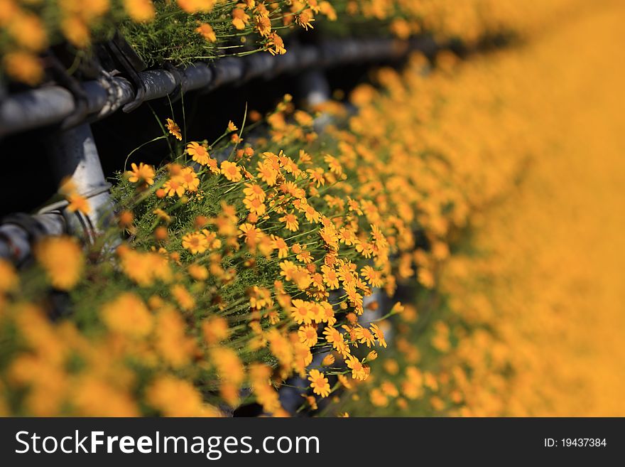 Yellow Flowers