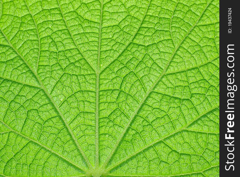 Extreme macro of green leaf with veins like a tree. Extreme macro of green leaf with veins like a tree