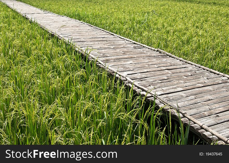 Pathway to Green rice field in Thailand. Pathway to Green rice field in Thailand