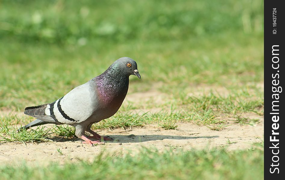 Grey Pigeon on field road