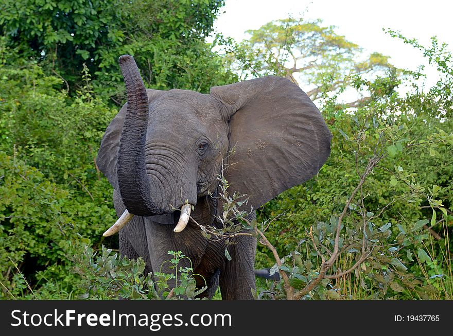 Elephant in the bush of Africa