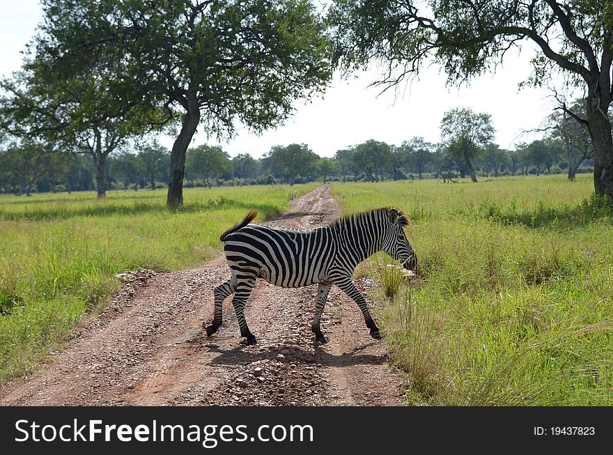 Zebra on the savannah in Africa