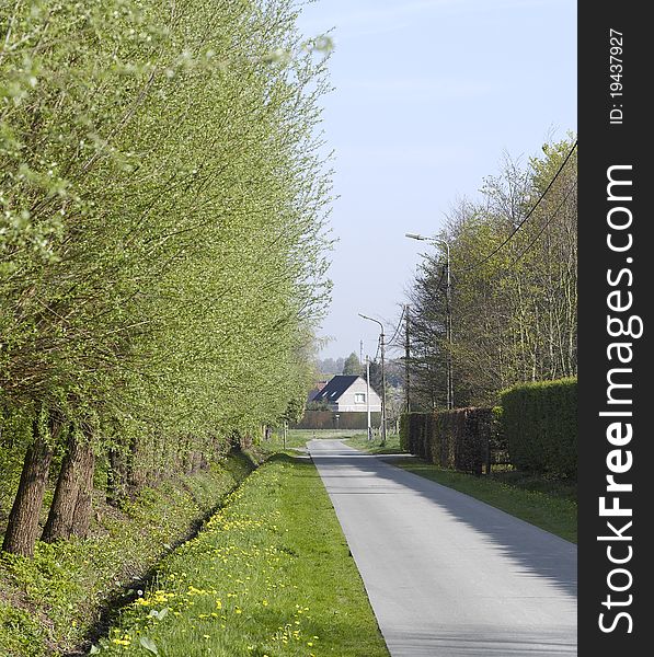 Road with alley of trees